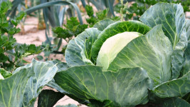 zelenina cabbage-2633033 1280